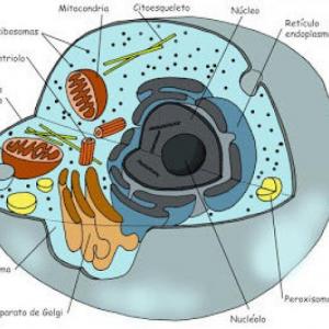 MEMBRANA