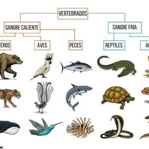 GRUPO DE VERTEBRADOS