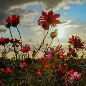 Plantas y Naturaleza