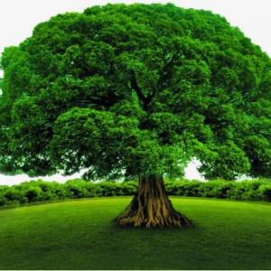 Plantas y Naturaleza