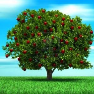 Las partes de las plantas 