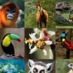 Animales