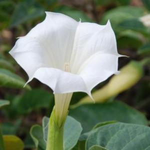 TRIVIAS DE FLORES