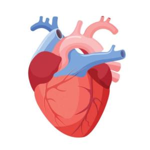 Partes internas del cuerpo humano