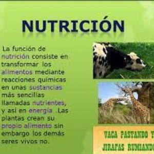 Ciencias: NUTRICION DE LOS SERES VIVOS - ALIMENTOS DE ORIGEN ANIMAL,  VEGETAL, MINERAL