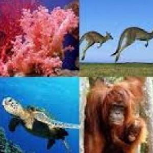 Animales