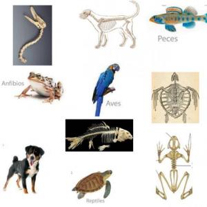 ANIMALES VERTEBRADOS