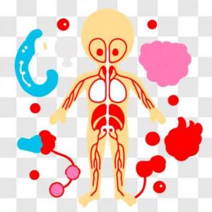 ¿Cuánto sabemos del cuerpo?
