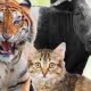 Animales, clasificación, Profesora Mirta