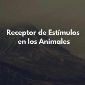 Receptor de Estímulos en los Animales