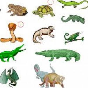 ANIMALES VERTEBRADOS