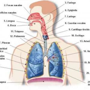 Anatomia del sistema vocal