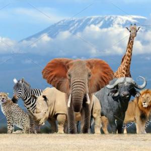 Animals