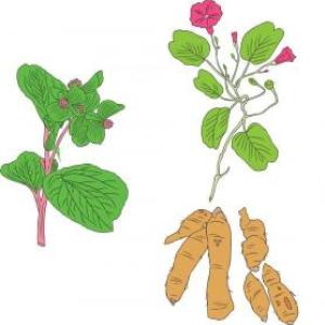 Portada del juego Memory - Plantas medicinales – Ciencias