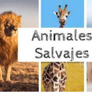 Animales Salvajes