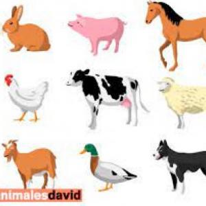 Animales