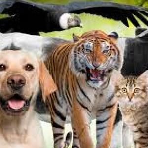 RESPONDEMOS SEGÙN EL ANIMAL.