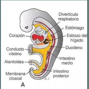 Génesis del aparato respiratorio