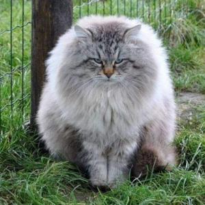 gato