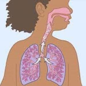 sistema del cuerpo humano
