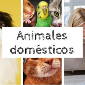 Animales domésticos