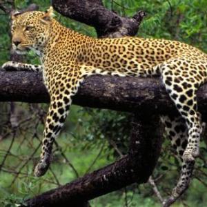 Animales salvaje