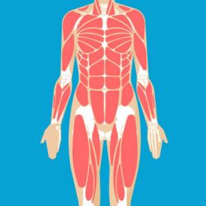 Muscular System