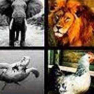 Animales del Mundo