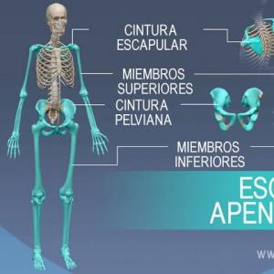 Extremidades Oseas (Por Cisneros y Valor)
