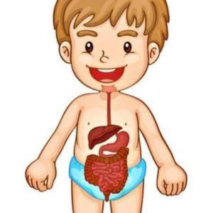 El sistema digestivo y sus funciones 