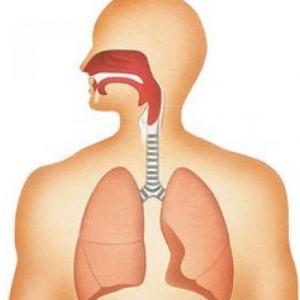 Partes del aparato respiratorio