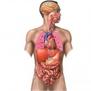 Cuerpo Humano