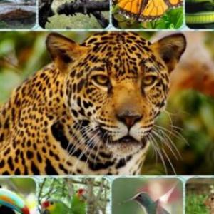 Fauna en México