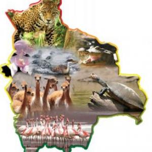 Animales de Bolivia