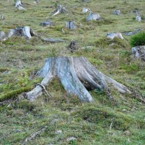 Deforestación trivia