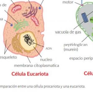 killer células
