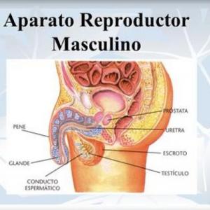 Imagen de portada del videojuego educativo: sistema reproductor masculino, de la temática Ciencias