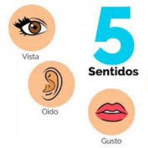 órganos de los sentido