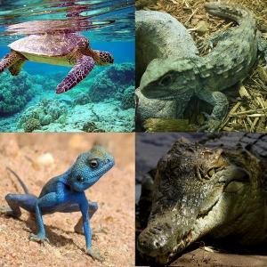 Conociendo a los Reptiles 
