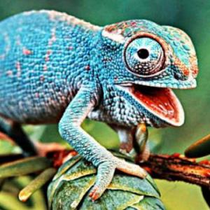 Origen Evolutivo de los amniotas