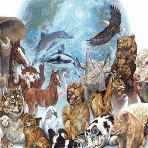 TIPOS DE ANIMALES