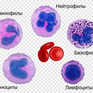 tejido sanguíneo y hematopoyesis