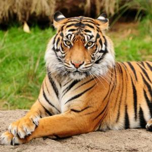 Cinco tigres