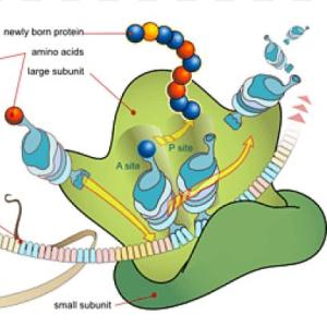 Portada del juego 1. BIOSÍNTESIS DE AMINOÁCIDOS – Química