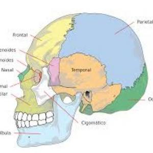 Morfofisiologia IA, AB, 1C,1D