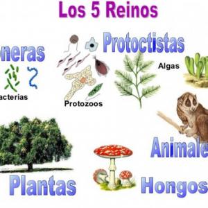los 5 reinos de la naturaleza