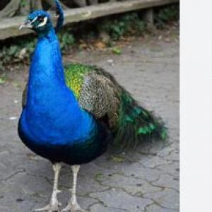 El pavo real