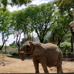 El elefante 