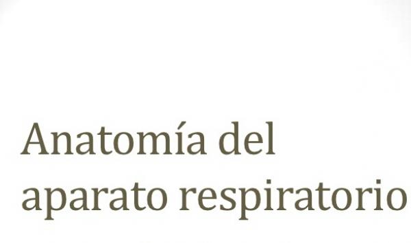 Anatomía del Sistema Respiratorio