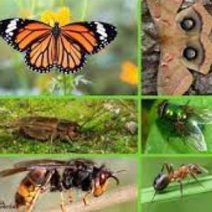 Conociendo los insectos